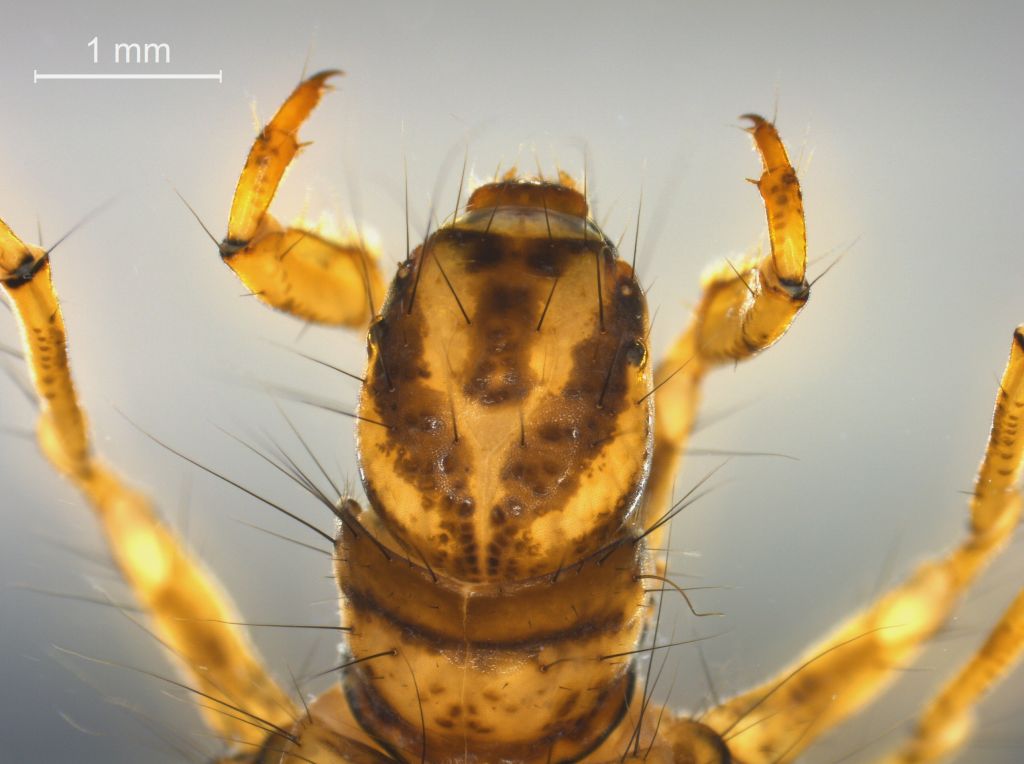 Limnephilus decipiens